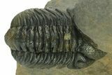 Two Curled Austerops Trilobite Fossils - Ofaten, Morocco #384229-1